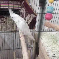 عروس هلندی ماده البینو ۱ساله تک خال آماده جفت|پرنده|تهران, کیانشهر|دیوار