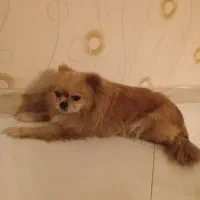 پامرین|سگ|ری, حمزهآباد|دیوار