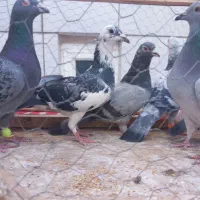 گرفتنی کاشمر|پرنده|کاشمر, |دیوار