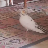 کبوتر سینه دم سیاه|پرنده|پرند, فاز ۵|دیوار