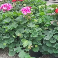 گل رز|خدمات باغبانی و درختکاری|پاکدشت, پاکدشت (مامازند)|دیوار