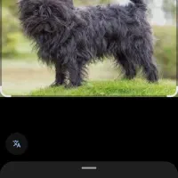 گمشده سگ پشمالو مشکی