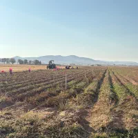 سیب زمینی|عمده‌فروشی|فرمهین, |دیوار