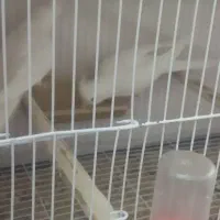 عروس هلندی آلبینو.