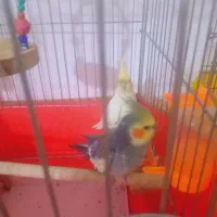 فروش یک جفت عروس هلندی