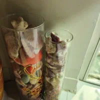 تعدادی صدف دریایی کوچک وبزرگ همگی باهم