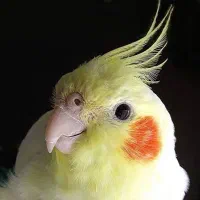 عروس هلندی گم شده