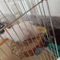 عروس هلندی نر|پرنده|شیروان (خراسان), |دیوار