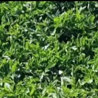 نشا یا شتل تماته