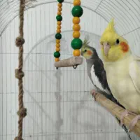جفت عروس هلندی نر سخنگو