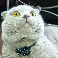 گربه اسکاتیش فولد نر