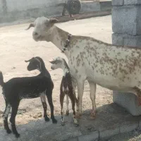 بزشیری دقلوزا باجفت کهره ماده
