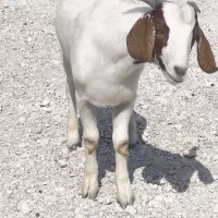 کهره نر