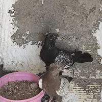 دو عدد کبوتر سینه سیاه مهر مهر