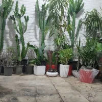 افربیا اره ای