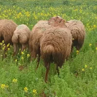 توغلی ساری استاری اچق