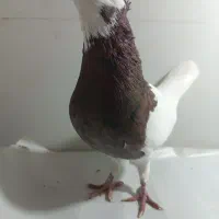 کبوترطوقی سرخ هفرنگ خال سیاه دارجفت ساده لایی مگسی|پرنده|مشهد, شهید بصیر|دیوار