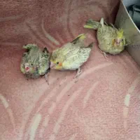 عروس هلندی|پرنده|قم, عمار یاسر|دیوار