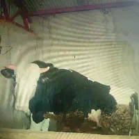 فروش گوساله چاق