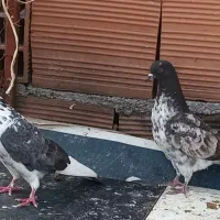 کبوتر پرشی|پرنده|ساری, |دیوار