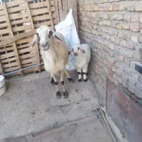 گوسفند بره دار|حیوانات مزرعه|گنبد کاووس, |دیوار