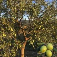 خرید نهال زیتون با تخفیف ویژه موجودی محدود