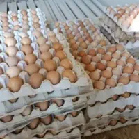 تخم نطفه دار جوجه راس گوشتی ضمانتی|حیوانات مزرعه|تهران, ترمینال غرب|دیوار