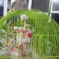 عروس هلندی