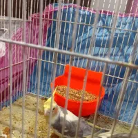 عروس هلندی جفت با جوجه|پرنده|تربتحیدریه, طالقانی|دیوار