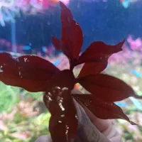 لودویجیا سوپر رد هرسی