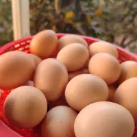 تخم مرغ نطفه دار