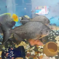 ماهی گوشتخوار و گیاه خوار موجوده