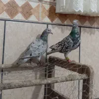کفتر پلاکی بزک سرور قره زرد