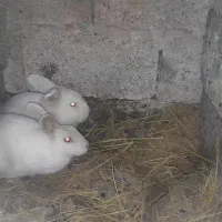 خرگوش نر و ماده شکم دار|موش و خرگوش|سنگر, |دیوار