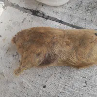 خیک|کلکسیون و سرگرمی|دزفول, |دیوار