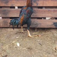 مرغ وخروس لاری|حیوانات مزرعه|یزد, |دیوار