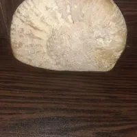 فسیل و سنگواره|کلکسیون و سرگرمی|فیروزکوه, |دیوار