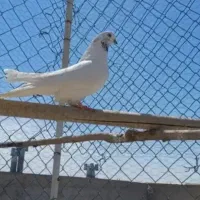 کبوتربلندپرواز