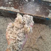 تفاله چغندر ملاس