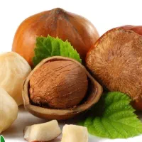 عرضه نهال فندق فرتیل دوکاتارد پربار|خدمات باغبانی و درختکاری|قروه, |دیوار