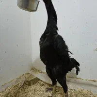 مرغ اوشامو