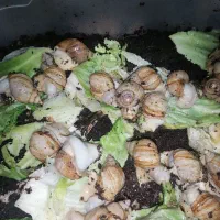 حلزون آچاتینا افریقایی البینو|خزنده|اصفهان, خانه اصفهان|دیوار