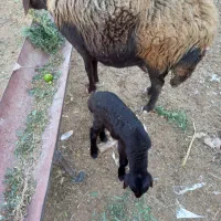 گوسفند بابره نر