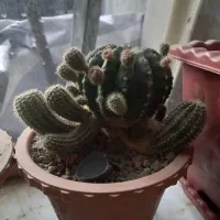 کاکتوس|گل و گیاه طبیعی|مراغه, |دیوار