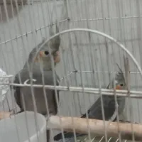 عروس هلندی ۲ ماهه سینامون شاه تخم