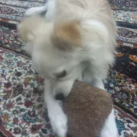 سگ پامرایی ۶ ماهه ماده