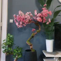 بونسای شکوفه