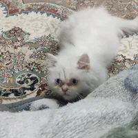 گربه پرشین|گربه|تبریز, |دیوار