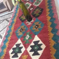 گلیم تمام پشم|گلیم، جاجیم، گبه|شیراز, دارالرحمه|دیوار