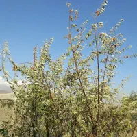 باغچه ۳۰۰ متری در روستای زان آبسرد|فروش زمین و ملک کلنگی|دماوند, دماوند|دیوار